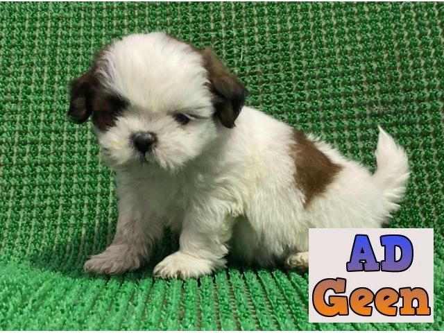 used Lhasa Apso Puppies in Jalandhar and Chandaigarh 7696938979 for sale 